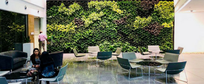 Guide to picking the right plants for your decorative green wall
