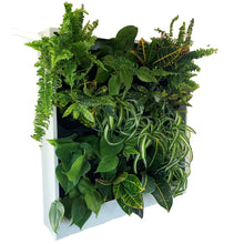 Small planted wall-mounted greenwall system.